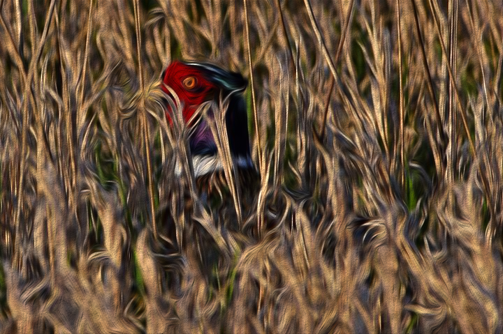 image of pheasant